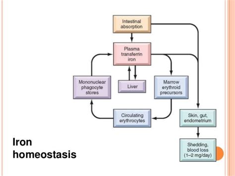 Iron metabolism, iron deficiency