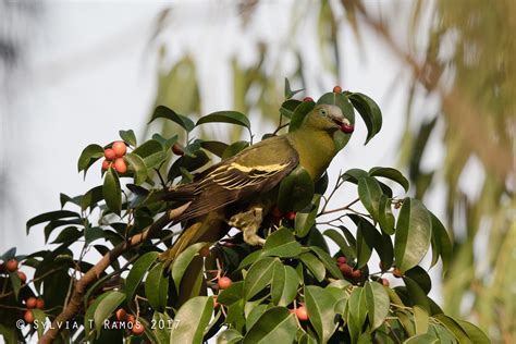 Philippine Green Pigeon Tonjiandsylviasbirdlist