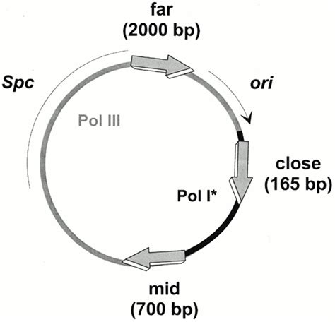 Schematic Representation Of Reporter Containing Plasmids The Reporter