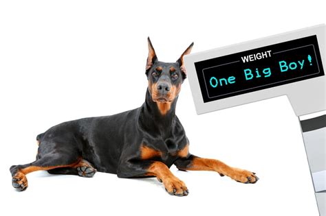 Female Doberman Weight Chart