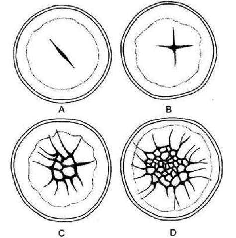 7 Surface view of germinal disc and cleavage in chick's egg. | Download ...