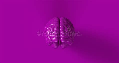 Purple Human Brain Anatomical Model Stock Illustration - Illustration ...