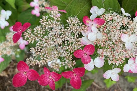 The Beautiful, but Not-So-Familiar, Mountain Hydrangea | Institute News