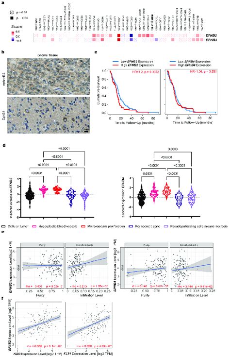 In Silico Analysis Of Ephrinb2 And Ephb4 In Pathological Brain Tissue Download Scientific