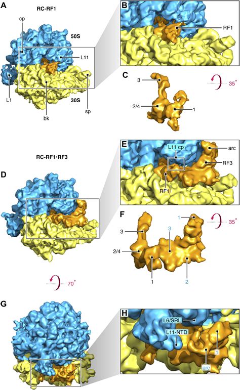 Cryo Em Visualization Of The Ribosome In Termination Complex With Apo