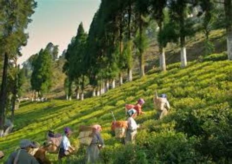 Tea Gardens of Kurseong, lepcha jagat, India - Top Attractions, Things ...