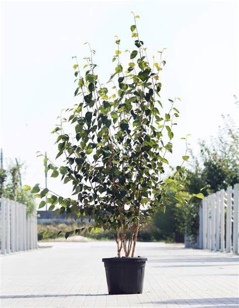 De Top Van Mooiste Bomen Voor Een Moderne Tuin Bomendael