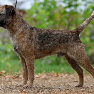 R Gammal Borderterrier S Ljs Av Helene Fr N Markaryd Skaffa Hund