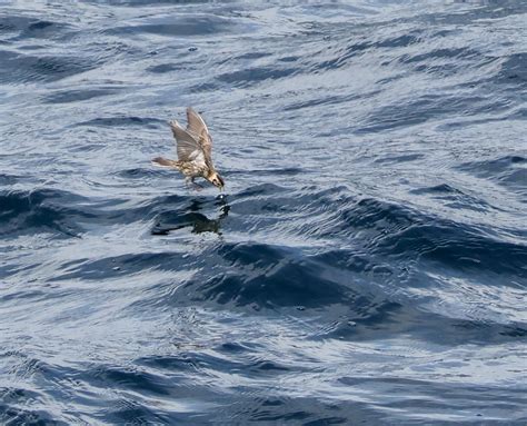 Joe Cockram On Twitter Fascinating Bird Migration Behaviour 50 Miles