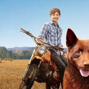 Red Dog: True Blue - Rotten Tomatoes