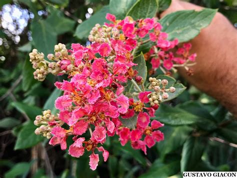 Viveiro Ciprest Plantas Nativas E Ex Ticas Planta Rubi De Holambra