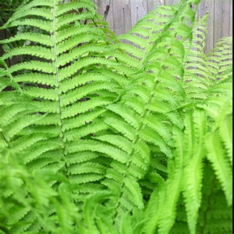 Lady Fern Or Common Lady Fern Project Noah