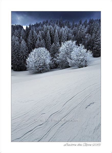 Lumières des Alpes Sapins dans la brume