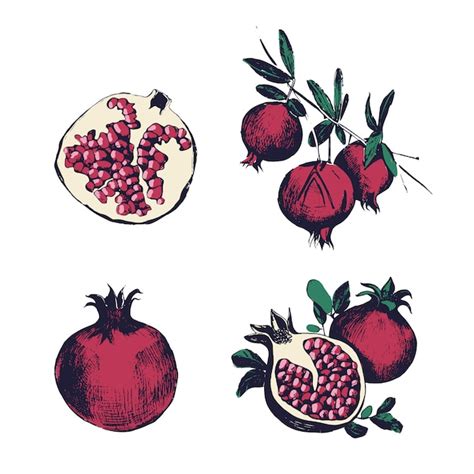 Premium Vector Pomegranate Hand Drawn Set Isolated Fruit Whole