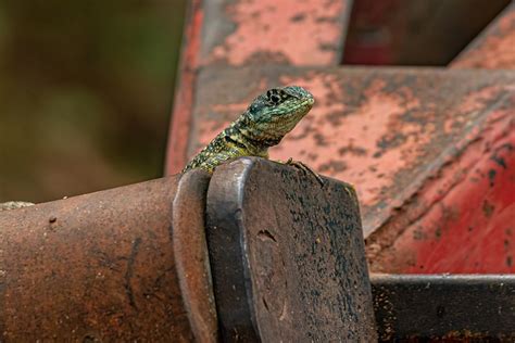 L Zard Gecko Reptile Photo Gratuite Sur Pixabay Pixabay