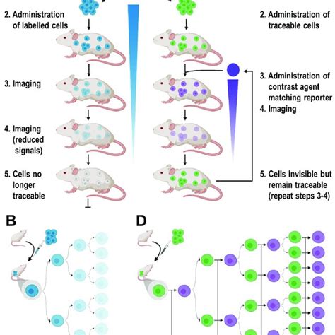 Cell Labeling Approaches And Their Consequences For In Vivo