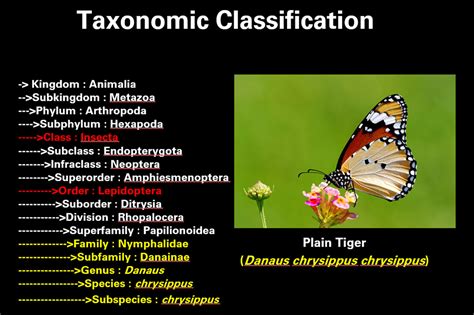 Taxonomic Classification Chart