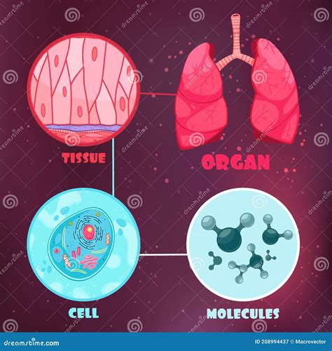 Biological Hierarchy Illustration Stock Vector Illustration Of