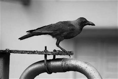 Crow - Mythology and Intelligence of these Birds