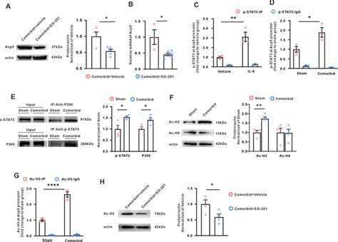 Activated Stat3 By Binding P300 Increased The Level Of Acetylated