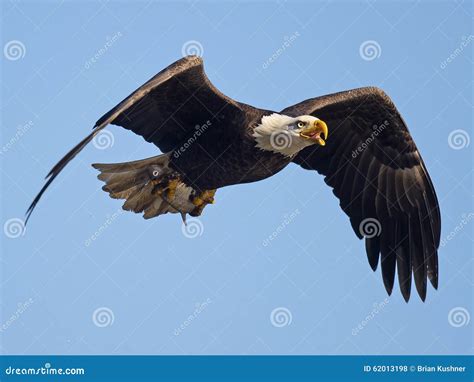 American Bald Eagle With Fish Stock Photo Image Of Marsh Prey