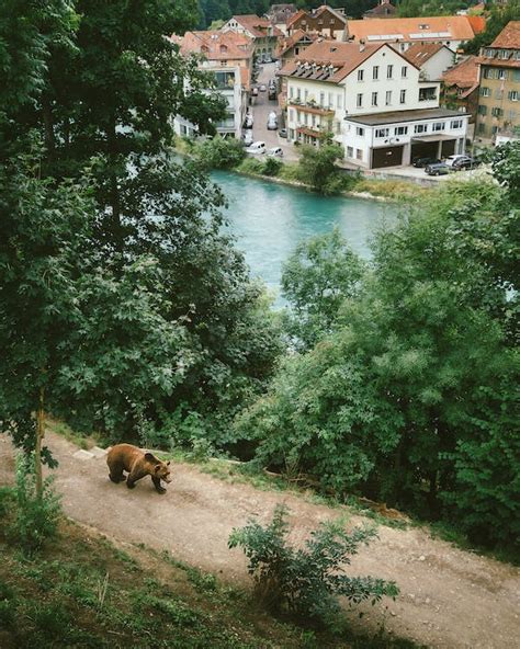 Grizzly Bear Beside River and Trees · Free Stock Photo