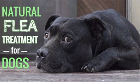 Natural Flea Treatment for Dogs: Smart + Safe Treatments