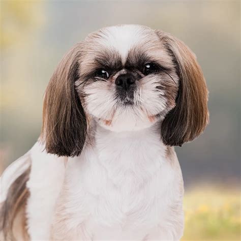 Shih Tzu Weight Charts Life Expectancy Size And More