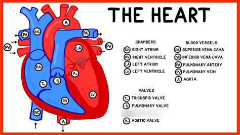 The Cardiovascular System Diagram Quizlet