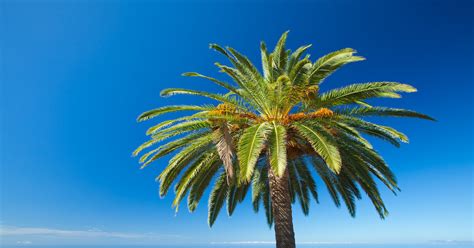 Canary Island Palms What To Know About These Gorgeous Palms Desert