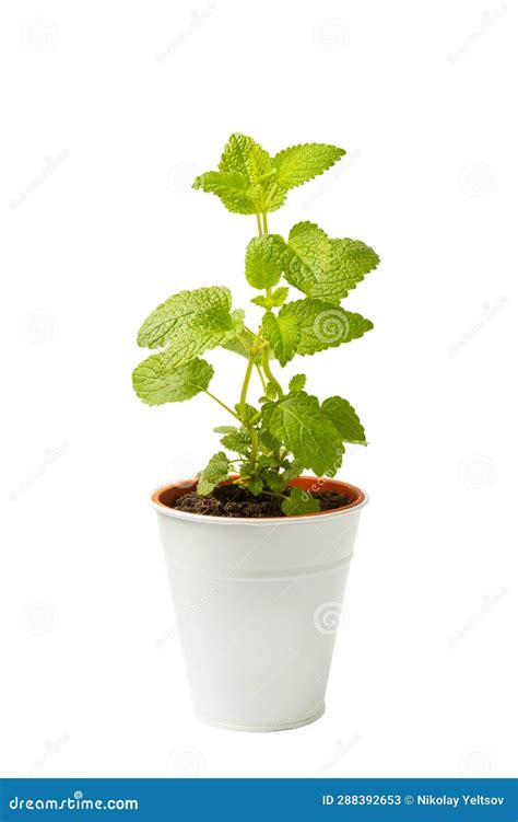 Herbs In A Pot Fresh Rosemary Oregano Strawberry And Mint In A Pot