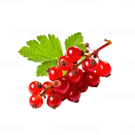 Red Currant Isolated On Transparent Background Created With Generative