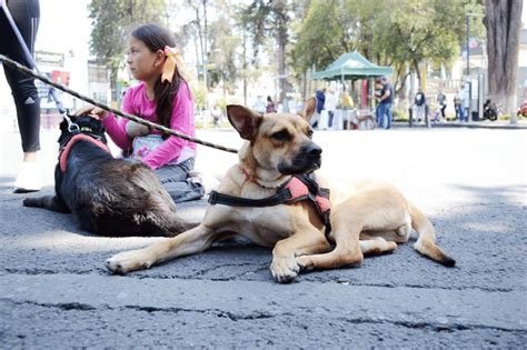 También las mascotas pueden sufrir golpe de calor OIGA