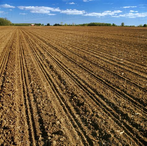 Agriculture A Large Conventionally Tilled Field Freshly Planted With