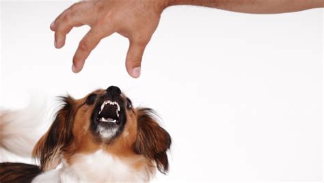 Dog Growling: What It Means & What You Should Do - DogTime