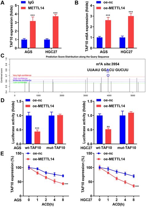 METTL14 Inhibits The Malignant Processes Of Gastric Cancer Cells By