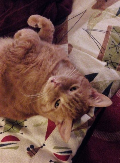 mack contest entry  modern cat