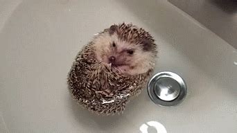 hedgehog baby gif | Tumblr