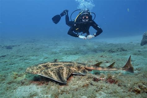 Cool Dive Lanzarote Dive Shop Scuba Diving In Spain