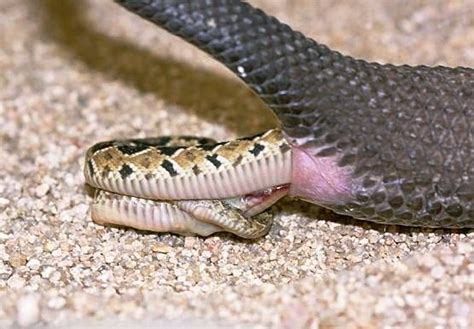 Do Snakes Reproduce Sexually Or Asexually