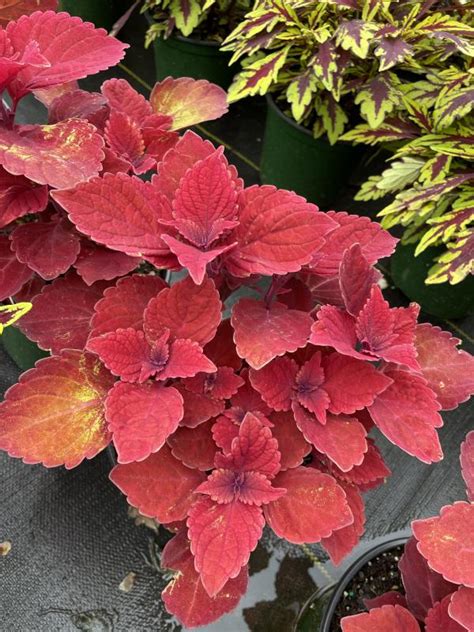 Perinos Garden Center Sun Coleus Ruby Slipper 6