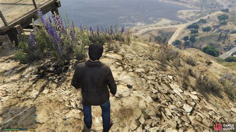 Peyote Plants 1 15 Peyote Plant Collectibles Grand Theft Auto V Gamer Guides®