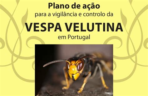 Plano Para Controlo Da Vespa Velutina Vai Ser Apresentado Vida Rural