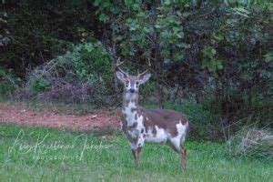 amazing piebald deer pics  wont   outdoors