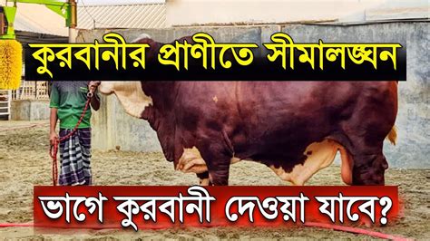 ভাগে কুরবানী দেওয়া যাবে কি কোরবানির প্রাণীতে সীমালঙ্ঘন Youtube