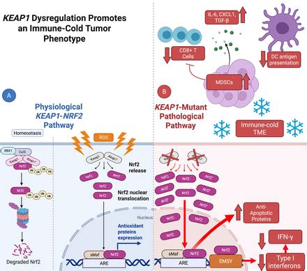 genetic drivers  tumor microenvironment  immunotherapy resistance