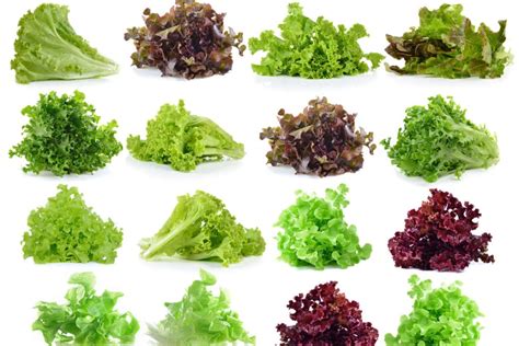 Leaf Lettuce Types A Wealth Of Tasty Choices