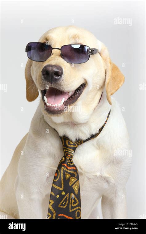 Labrador retriever yellow male ; humorous ; funny Stock Photo: 83593981 ...