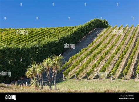 Blenheim Marlborough New Zealand Rows Of Vines On Hillside At A