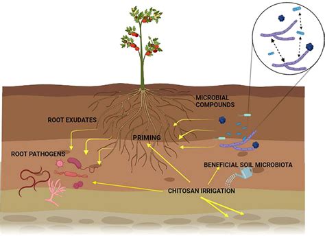 Frontiers Chitosan And Nematophagous Fungi For Sustainable Management